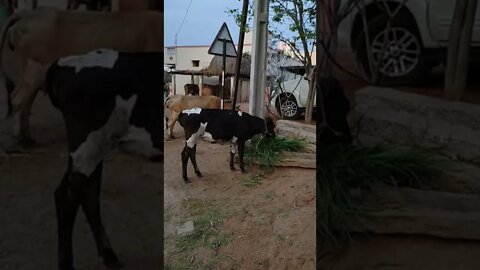 Cow eating grass digestion,#Shorts,#Cow,#cowgrazing,#microorganism,#animal,#animallover,#cowlover