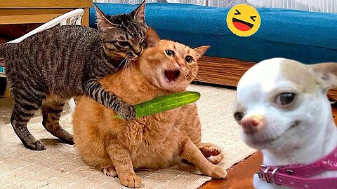 😂 Animals carsh😂 funny cats dogs video.