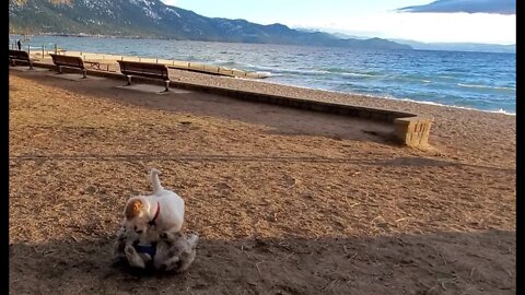 Ares trains a Westie poodle Afi