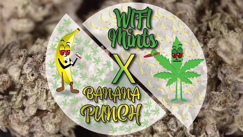 Wifi Mints x Banana Punch Smashed on NugSmasher Touch!