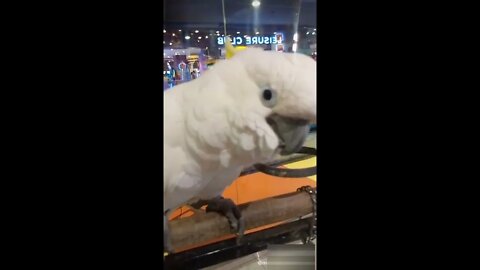 Birds-cute and naughty animals-Beautiful bird videos #4 | PAW Animals