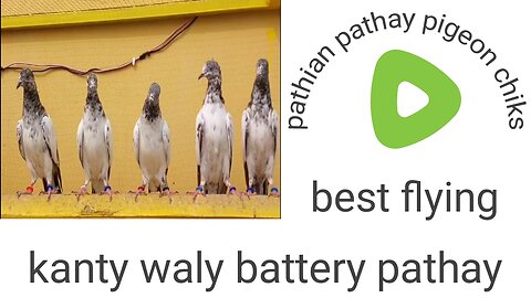 Golden tadeey pathian pathay pigeon chiks
