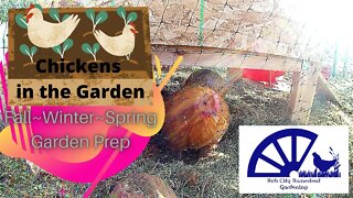 What can chickens do for your garden? ~ Fall Winter Spring Chicken Garden Prep