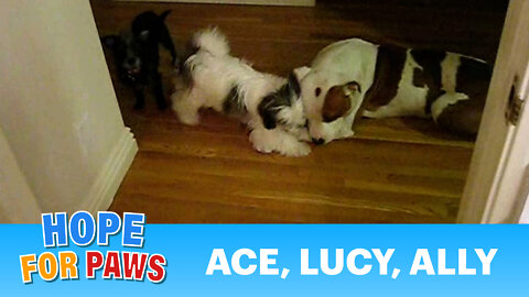 Ace, Lucy & Ally got up with me at 5 A.M this morning. (By Eldad Hagar)