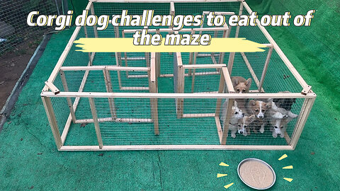 Corgi dog challenges to eat out of the maze