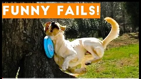 Try not to laugh | pets funny fails compilation