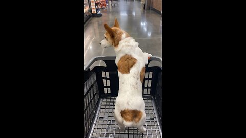 dog in a shopping cart (mine)