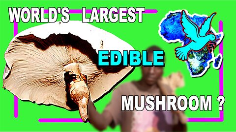 Is this the World's Largest Edible Mushroom?