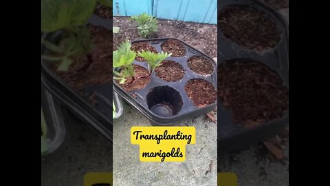 GodSpeed Garden: Transplanting Marigolds from Seed