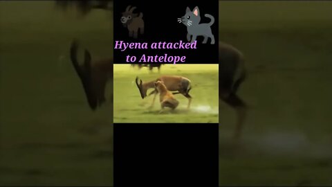 Hyena attacked to antelope 2022🦌#shorts #youtubeshorts #shortvideo