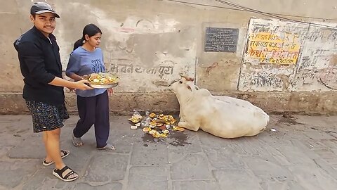 Cows are sacred & protected in India 🇮🇳 🙏🏽