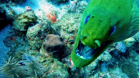 Huge moray eel comes at scuba diver for a close inspection