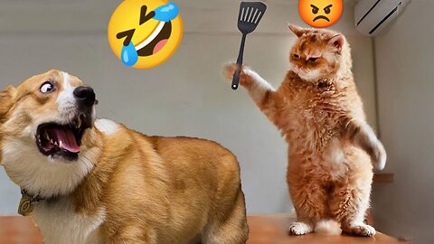 Ultimate Funny Cats and Dogs 😻🐶 Best Funniest Animal Videos Of The Week