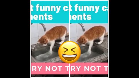 Funny cat video/cute cats/try not to laugh