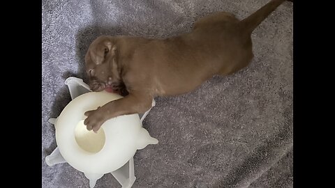 Tiny Paws, Big Hearts: Bottle Feeding Newborn Puppies