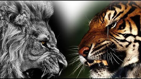 Lion King Lion Fight Jungle Raja Tiger