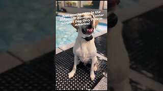 Yellow Lab Learning to Swim. Largest Dog Only Pool in America.