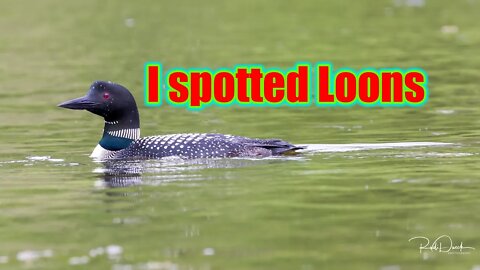 First time this Year I spotted Loons Outdoor Adventure By Rudi Vlog#1886