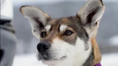 Canada’s 450-mile dog race through its frozen north - BBC News