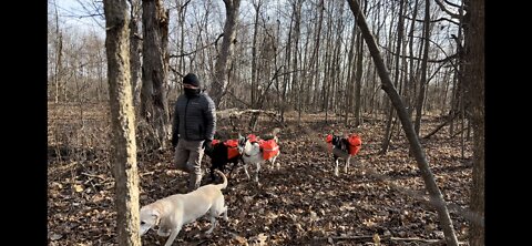 Getting the Goats used to the feel of carrying a pack