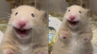 Hamster Chillin' out While Biting The Glass.