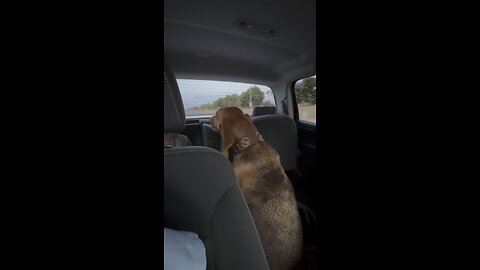 Bleu Loves to look Backwards while Driving!