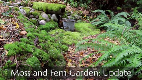 Moss and Fern Garden Update