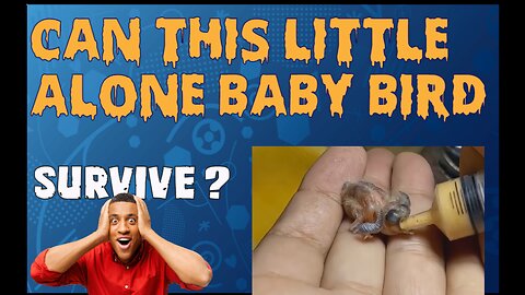 Tiny Triumphs: The Incredible Journey of a Little Baby Bird's Survival