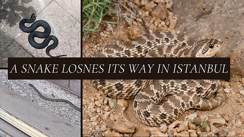 A snake losnes its way in Istanbul