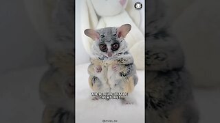 Galago 🐒 Sweet Faces With Deadly Skills!