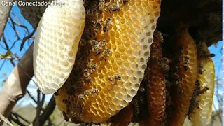 Enxame de abelha em cupim cupimzeiro