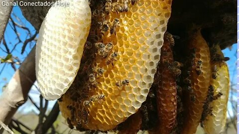 Enxame de abelha em cupim cupimzeiro
