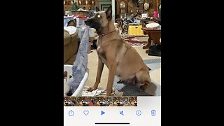 Belgian Malinois helps with the laundry.