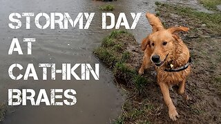 Golden Retriever Braves the Cathkin Braes on a Stormy Day