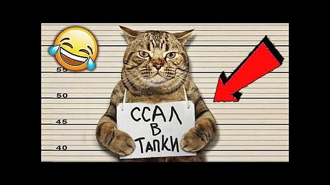 Pawsitively Hilarious Cat Antics! 😸 Best Funny Cat Videos Compilation 2023