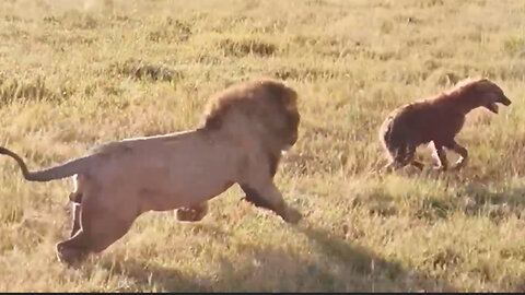 A male lion destroys a pack of hyenas