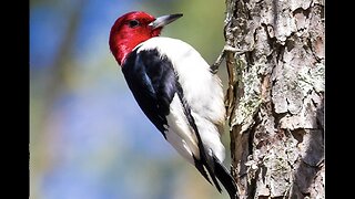 Incredible footage of a woodpecker pecking on a tree