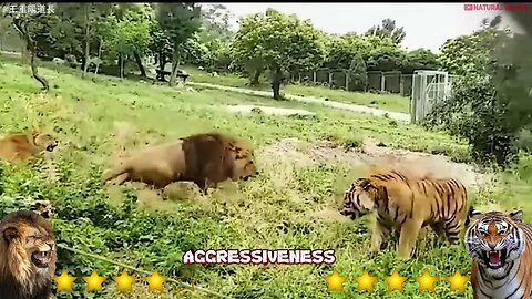 Tiger vs Lion Real Fight Tough Creature.