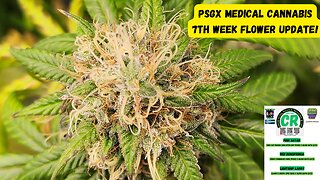 Prairie State Genetix Murder She Wrote Pack Medical Cannabis 7th week flower/bloom update!