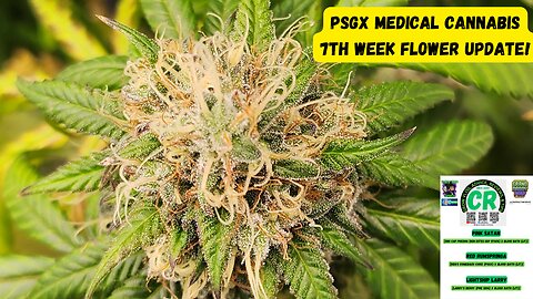 Prairie State Genetix Murder She Wrote Pack Medical Cannabis 7th week flower/bloom update!