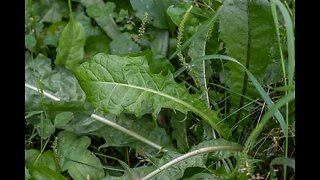 Dandelion leaf (Taraxacum officinalis)