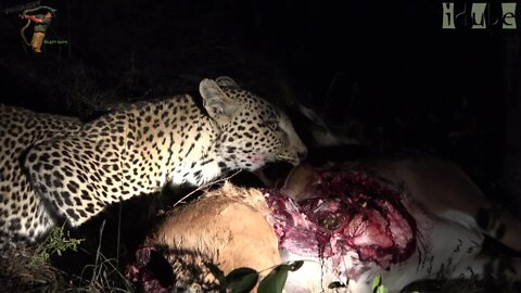 Female Leopard With Big Impala Meal