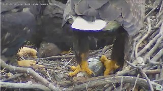 Hays Bald Eagles closeup view under her beak of Mom feeding fish H16 H17 H18 2022 05 05 18 51 41 992