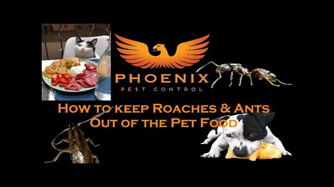 How to Keep Ants & Roaches Out of the Pet Food. #whatbugsme