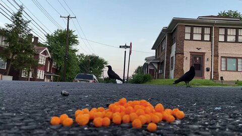 Crow Close-Up: Cheeseballs