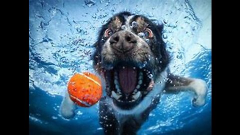 Man and Dog Playing in Water