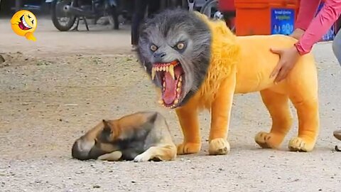 Troll Prank Dog Fanny & fake Lion and Fake Tiger Prank To dog
