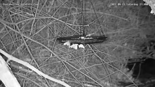 Moths feeding on mealworms in tray on Wildlife 1 Cam 4/23/2022