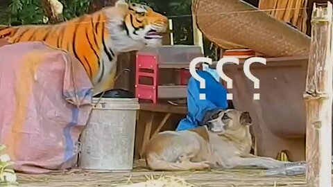 Troll Prank Dog Funny -fake Lion and Fake Tiger Prank To dog