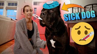 Taking Care of My SICK DOG - Cane Corso is SICK 😷